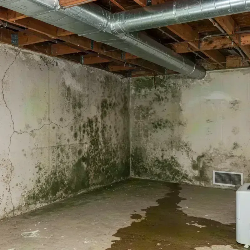 Professional Mold Removal in Frontenac, MO